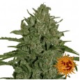 Triple Cheese - Barney's Farm